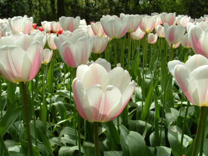 hoa-tulip.jpg