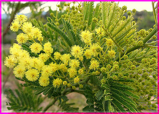 Tìm hiểu về hoa Mimosa Hoa-mimosa